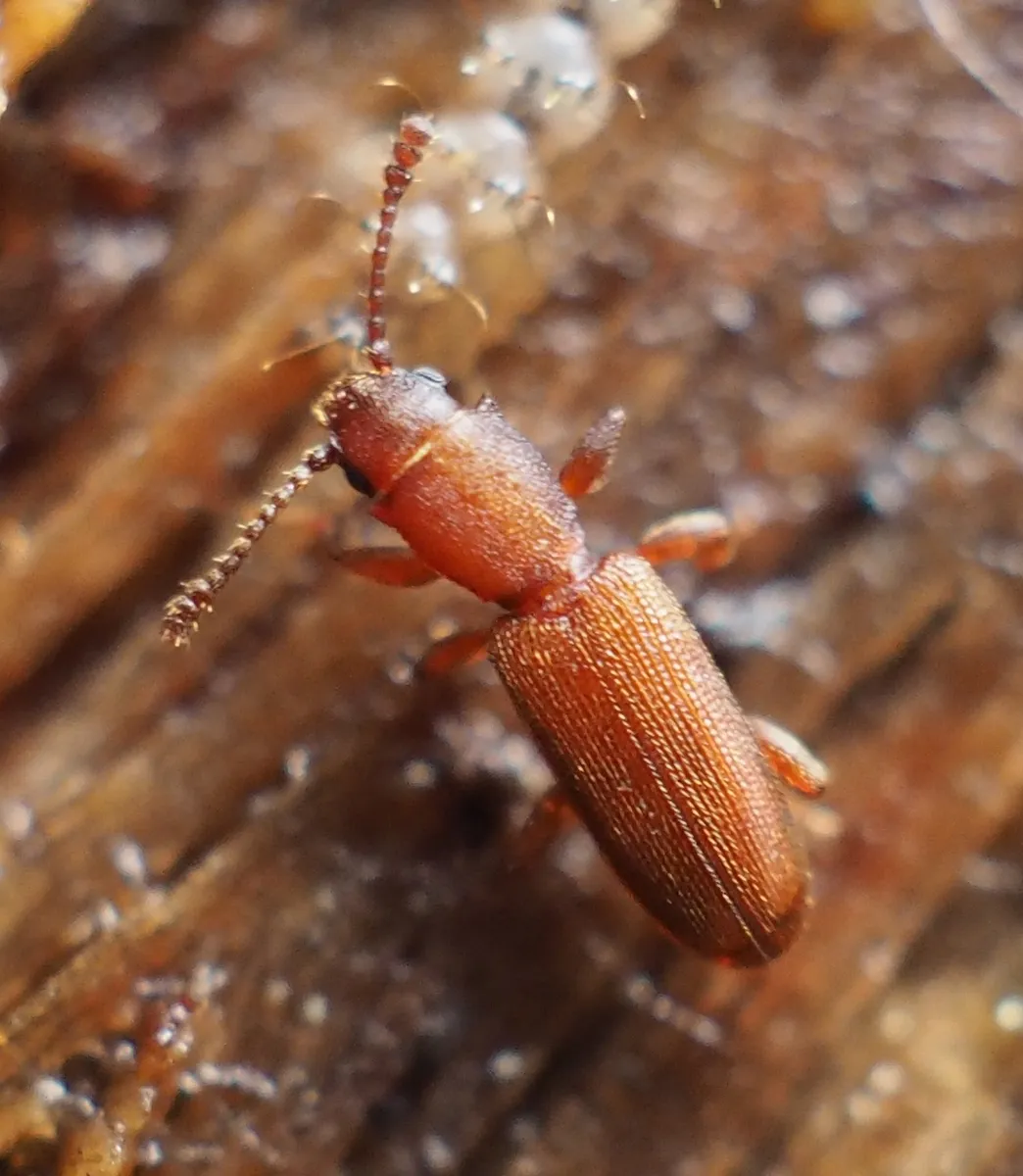 Silvanus unidentatus