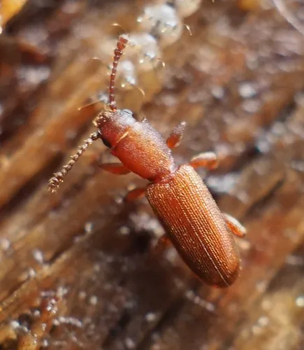 Silvanus unidentatus - photo 3