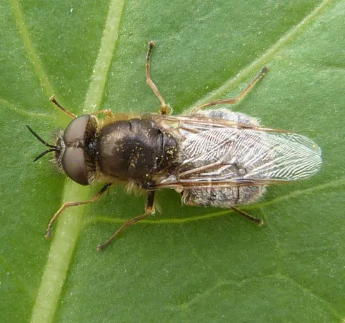 Silver Colonel - Odontomyia argentata