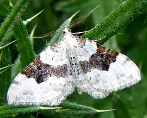 Silver-ground Carpet - photo 2