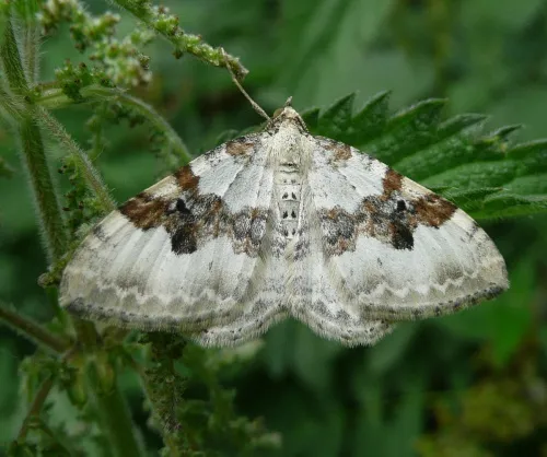 Silver-ground Carpet - photo 3