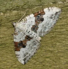 Silver-ground Carpet - photo 4