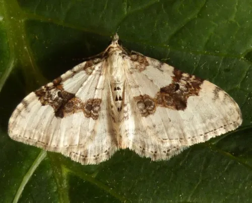 Silver-ground Carpet - photo 8
