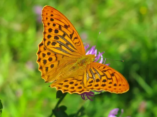 Silver-washed Fritillary