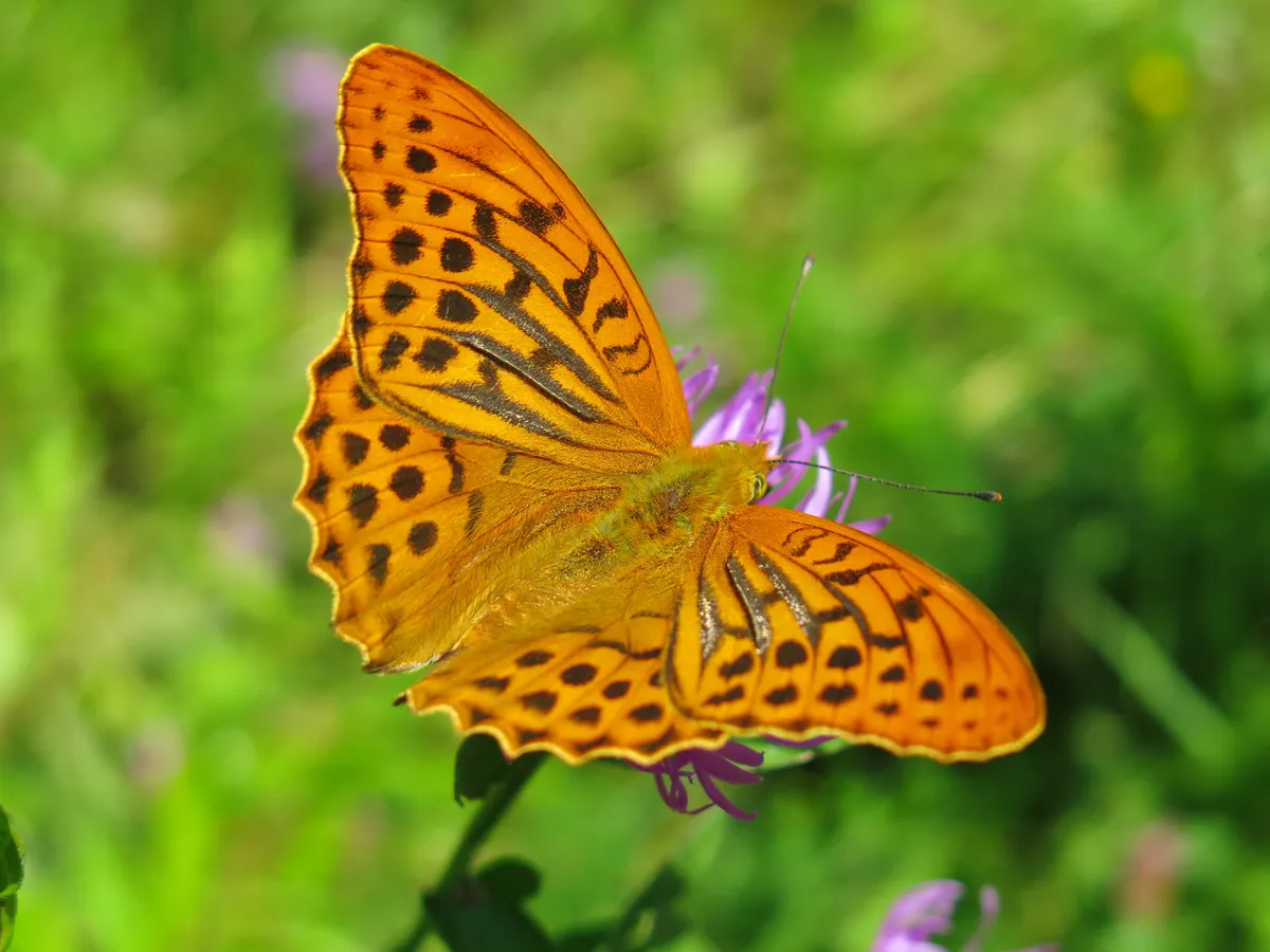 Silver-washed Fritillary - photo 3