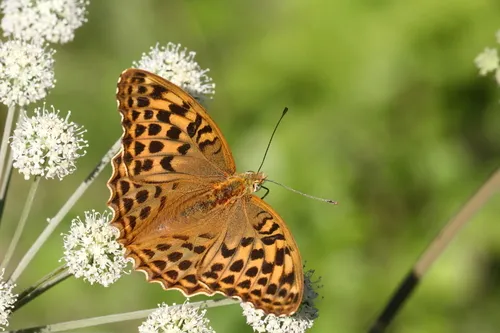 Silver-washed Fritillary - photo 4