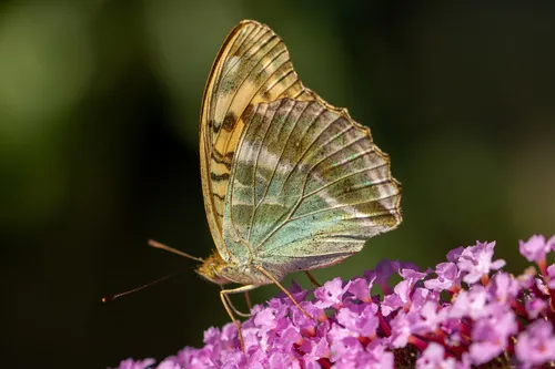 Silver-washed Fritillary - photo 5