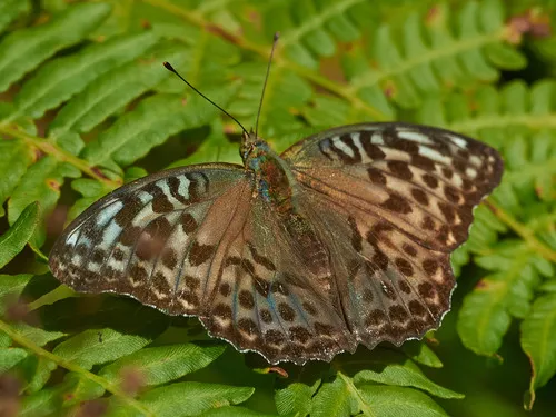 Silver-washed Fritillary - photo 8