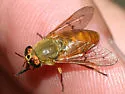 Silvius gigantulus
