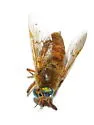 Silvius gigantulus - photo 5