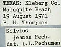 Silvius jeanae - photo 5