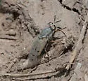 Silvius pollinosus - photo 4