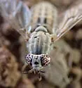 Silvius quadrivittatus - photo 3