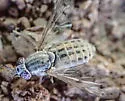 Silvius quadrivittatus - photo 4