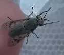 Silvius quadrivittatus - photo 5