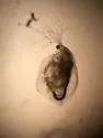 Simocephalus mixtus