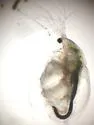 Simocephalus mixtus - photo 2