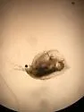 Simocephalus serrulatus