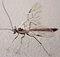 Simophion excarinatus - photo 2