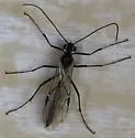 Simophion excarinatus - photo 3