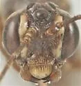 Simophion excarinatus - photo 4