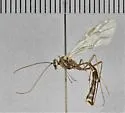 Simophion excarinatus - photo 5