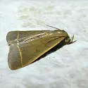 Simplicia cornicalis - Hodges#8339.1