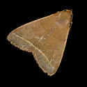 Simplicia cornicalis - Hodges#8339.1 - photo 2