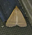 Simplicia cornicalis - Hodges#8339.1 - photo 3