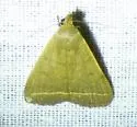 Simplicia cornicalis - Hodges#8339.1 - photo 4