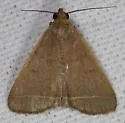 Simplicia cornicalis - Hodges#8339.1 - photo 5