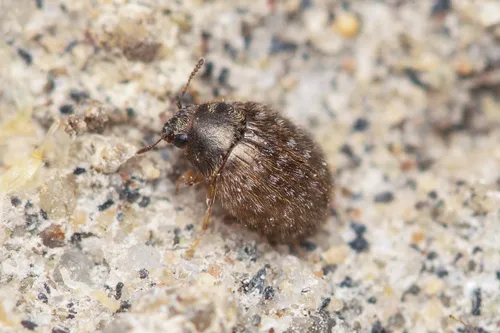 Simplocaria hispidula
