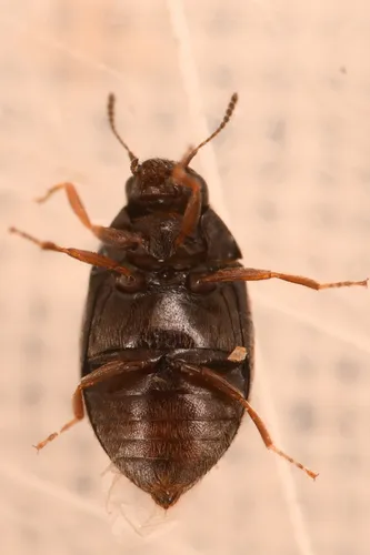Simplocaria metallica - photo 2