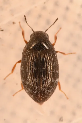 Simplocaria metallica - photo 3
