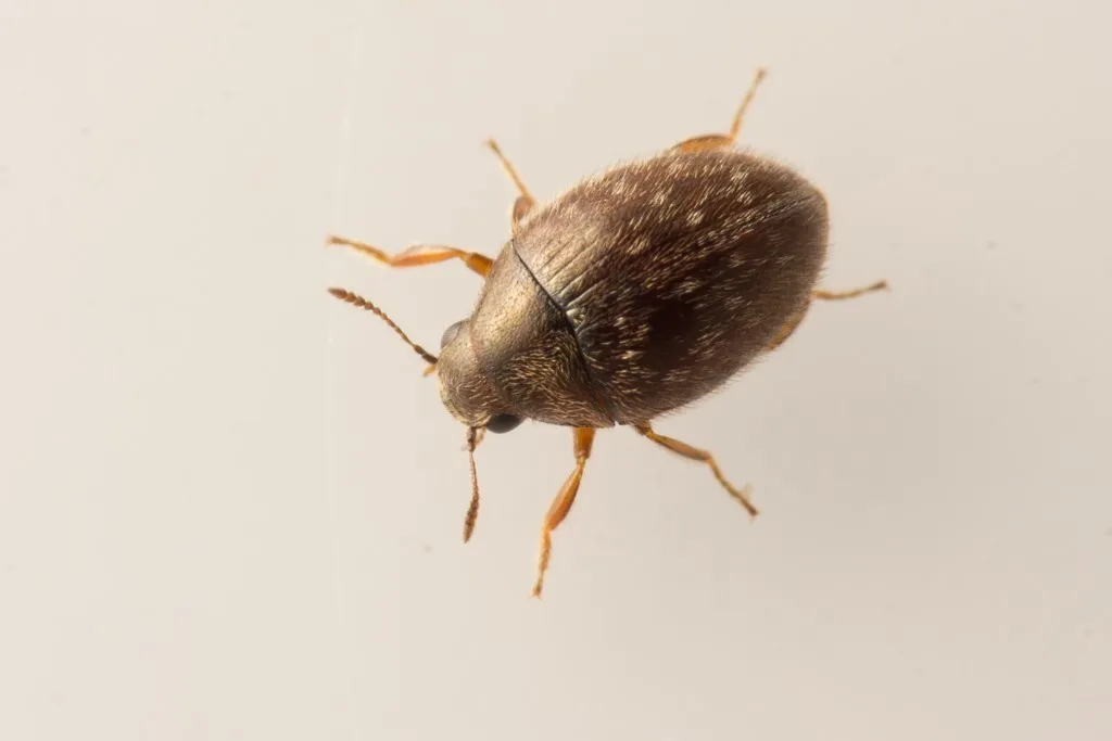 Simplocaria semistriata - photo 3