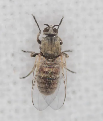 Black Flies - photo 2