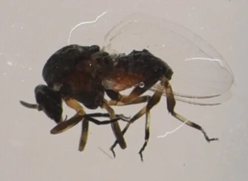 Simulium adersi