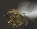 Simulium bivittatum
