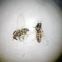 Simulium clarum