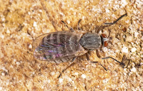 Simulium decorum