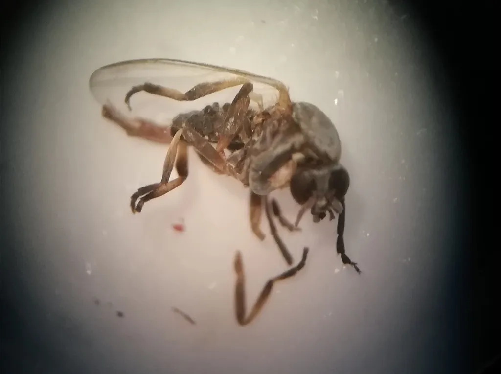 Simulium equinum - photo 2