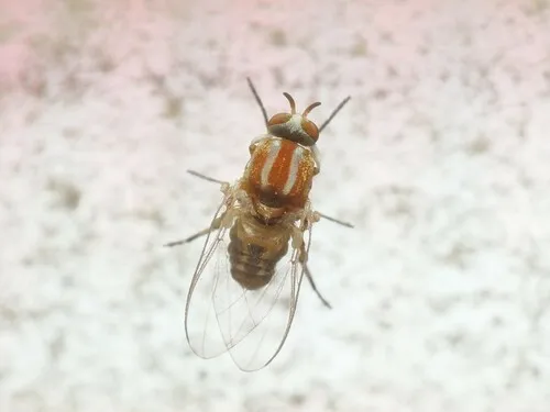Simulium escomeli