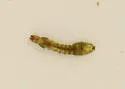 Simulium (Simulium) fibrinflatum