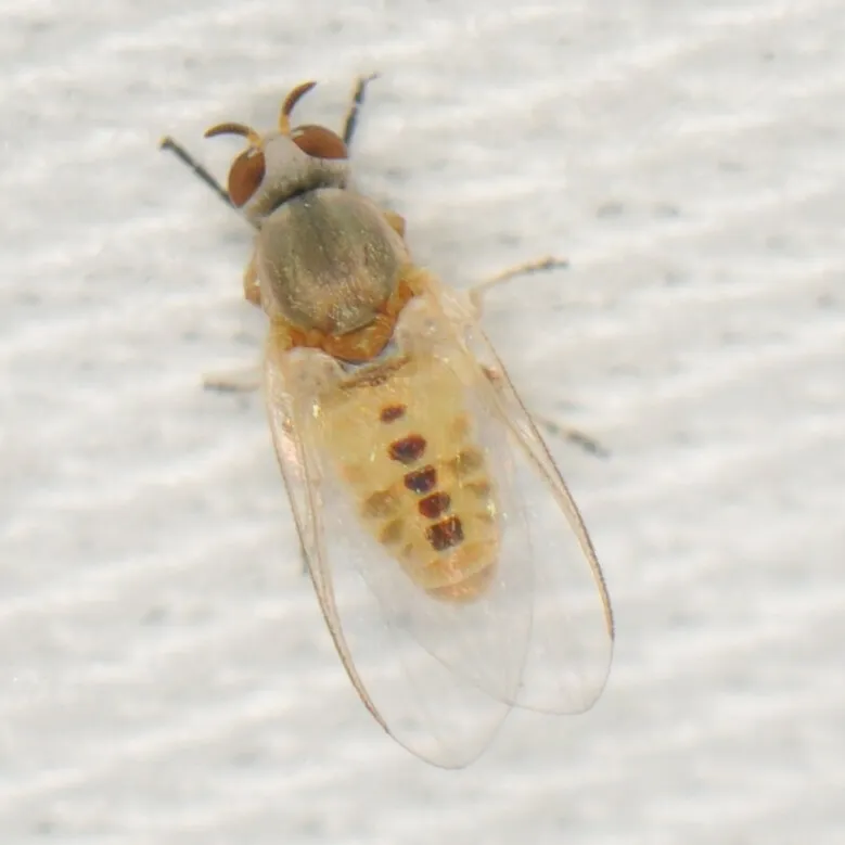 Gray Black Fly - photo 3