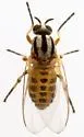 Simulium longithallum