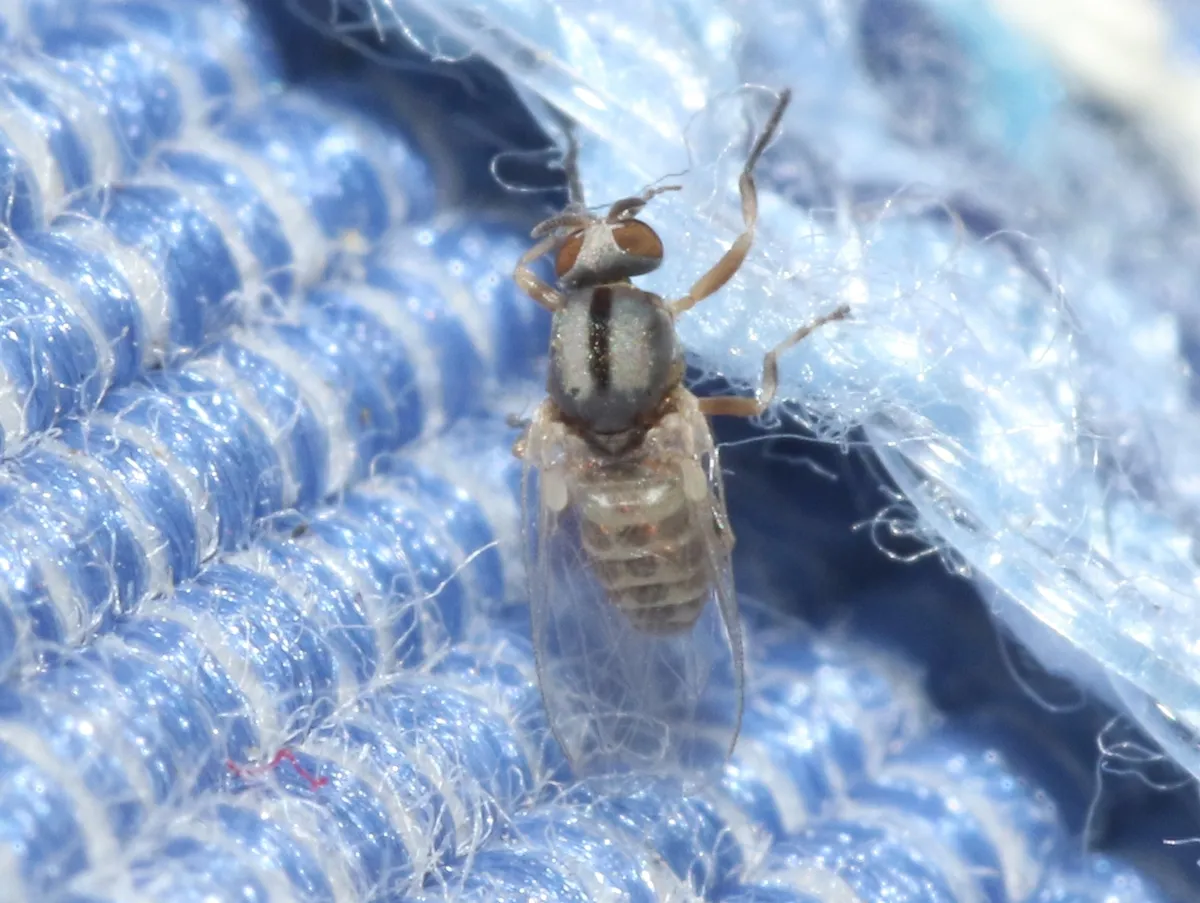 Simulium mediovittatum - photo 3