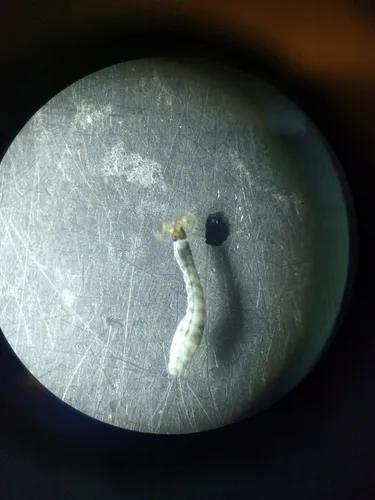 Simulium nigricoxum