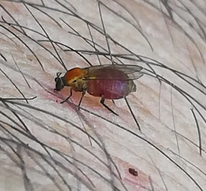 Simulium ochraceum - photo 2
