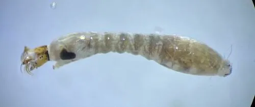 Simulium ornatum