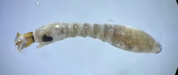 Simulium ornatum - photo 3